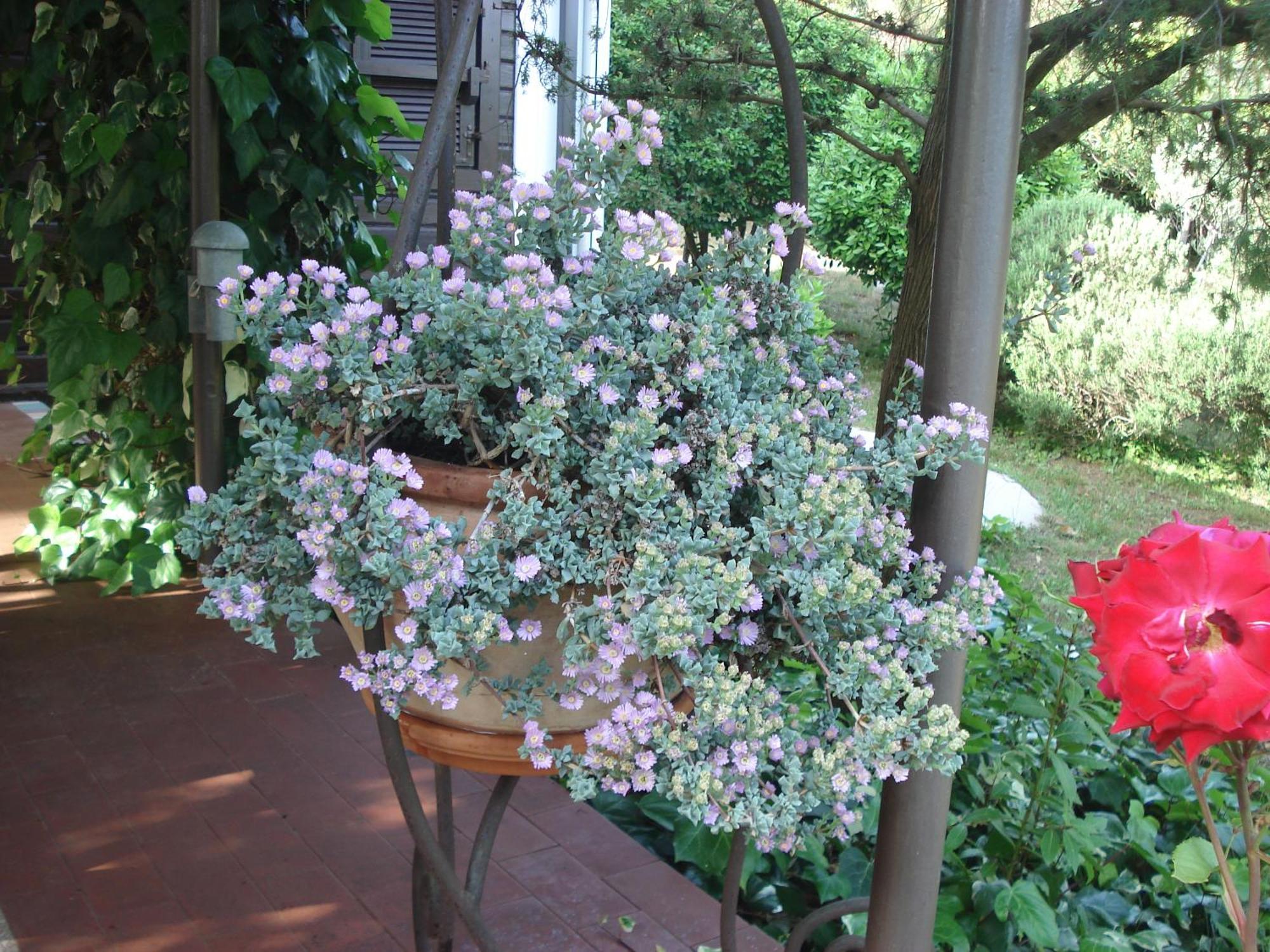 Holiday Home Julia Banjole Extérieur photo